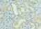 Cullin 5 antibody, LS-C378310, Lifespan Biosciences, Immunohistochemistry paraffin image 
