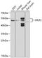 Cytokine receptor-like factor 2 antibody, 13-466, ProSci, Western Blot image 