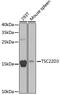 TSC22 Domain Family Member 3 antibody, GTX33560, GeneTex, Western Blot image 