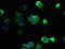 Polycystin 1 Like 2 (Gene/Pseudogene) antibody, LS-C377973, Lifespan Biosciences, Immunofluorescence image 