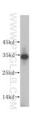 IMP U3 Small Nucleolar Ribonucleoprotein 4 antibody, 16205-1-AP, Proteintech Group, Western Blot image 