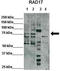 Cell cycle checkpoint protein RAD17 antibody, TA329132, Origene, Western Blot image 