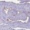 Bardet-Biedl Syndrome 10 antibody, PA5-63610, Invitrogen Antibodies, Immunohistochemistry frozen image 
