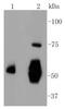 Vitronectin antibody, NBP2-67511, Novus Biologicals, Western Blot image 