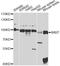 HMP antibody, LS-C749120, Lifespan Biosciences, Western Blot image 
