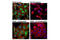 Catenin Beta 1 antibody, 70034S, Cell Signaling Technology, Immunofluorescence image 