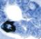 Colonic mucin antibody, LS-C348670, Lifespan Biosciences, Immunohistochemistry frozen image 