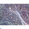 Granzyme M antibody, LS-C813863, Lifespan Biosciences, Immunohistochemistry paraffin image 