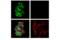 DNA Methyltransferase 3 Beta antibody, 48488S, Cell Signaling Technology, Immunofluorescence image 