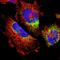 Mitochondrial Ribosomal Protein L52 antibody, HPA012319, Atlas Antibodies, Immunocytochemistry image 