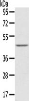 Left-Right Determination Factor 2 antibody, TA350490, Origene, Western Blot image 