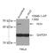 Peroxisomal biogenesis factor 3 antibody, 10946-1-AP, Proteintech Group, Western Blot image 