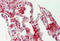 Capping Actin Protein, Gelsolin Like antibody, MBS248076, MyBioSource, Immunohistochemistry frozen image 