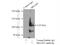 SLIT-ROBO Rho GTPase-activating protein 3 antibody, 20224-1-AP, Proteintech Group, Immunoprecipitation image 