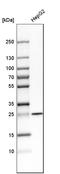 Synaptosome Associated Protein 23 antibody, HPA001214, Atlas Antibodies, Western Blot image 