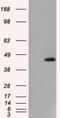 Nucleoredoxin Like 2 antibody, CF501215, Origene, Western Blot image 