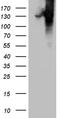 Collagen alpha-1(VI) chain antibody, TA812064S, Origene, Western Blot image 