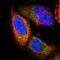 Paraneoplastic antigen Ma1 antibody, NBP1-82807, Novus Biologicals, Immunofluorescence image 