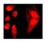 CCNE2 antibody, ab32103, Abcam, Immunocytochemistry image 