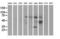 Kelch Like Family Member 2 antibody, LS-C115559, Lifespan Biosciences, Western Blot image 