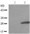 Heat Shock Protein Family B (Small) Member 1 antibody, TA321367, Origene, Western Blot image 