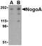 Reticulon 4 Receptor antibody, orb74822, Biorbyt, Western Blot image 