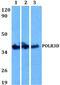 DNA-directed RNA polymerase III subunit RPC4 antibody, PA5-75463, Invitrogen Antibodies, Western Blot image 