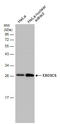 Exosome complex exonuclease RRP46 antibody, GTX118473, GeneTex, Western Blot image 