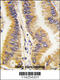 Proto-oncogene FRAT1 antibody, 57-683, ProSci, Immunohistochemistry paraffin image 