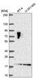 LLP Homolog, Long-Term Synaptic Facilitation Factor antibody, HPA058786, Atlas Antibodies, Western Blot image 