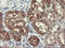 Formimidoyltransferase-cyclodeaminase antibody, LS-C174057, Lifespan Biosciences, Immunohistochemistry paraffin image 