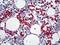 Red Blood Cells antibody, orb89936, Biorbyt, Immunohistochemistry paraffin image 