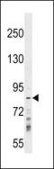 Ring Finger Protein 219 antibody, 59-318, ProSci, Western Blot image 