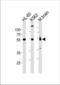Prostaglandin E Receptor 4 antibody, TA325166, Origene, Western Blot image 
