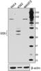IKAROS Family Zinc Finger 4 antibody, 695302, BioLegend, Western Blot image 