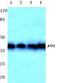 Cyclic AMP-dependent transcription factor ATF-1 antibody, AP06680PU-N, Origene, Western Blot image 