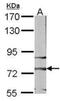 Frizzled Class Receptor 3 antibody, NBP1-30940, Novus Biologicals, Western Blot image 