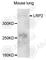 LDL Receptor Related Protein 2 antibody, A3612, ABclonal Technology, Western Blot image 