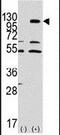 Ephrin type-A receptor 7 antibody, PA5-14588, Invitrogen Antibodies, Western Blot image 