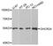 24-Dehydrocholesterol Reductase antibody, A02125, Boster Biological Technology, Western Blot image 