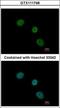 Elongator Acetyltransferase Complex Subunit 4 antibody, GTX111748, GeneTex, Immunocytochemistry image 