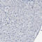 Diacylglycerol Kinase Zeta antibody, HPA051336, Atlas Antibodies, Immunohistochemistry paraffin image 