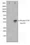 C-C Motif Chemokine Receptor 5 (Gene/Pseudogene) antibody, TA348418, Origene, Western Blot image 