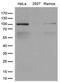 Exportin-2 antibody, LS-C796287, Lifespan Biosciences, Western Blot image 