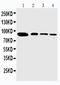 Peptidyl-prolyl cis-trans isomerase G antibody, PA2152, Boster Biological Technology, Western Blot image 