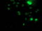 Ribosomal Protein S6 Kinase B1 antibody, TA502930, Origene, Immunofluorescence image 