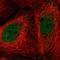 Csn5 antibody, HPA051531, Atlas Antibodies, Immunofluorescence image 
