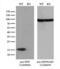 Peptidylprolyl Isomerase F antibody, LS-C791890, Lifespan Biosciences, Western Blot image 