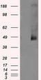 Lysyl Oxidase antibody, CF500860, Origene, Western Blot image 