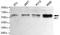 Akt antibody, TA346876, Origene, Western Blot image 